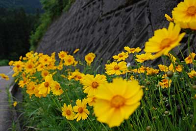 、農園のそばに黄色い花が咲きまじめました。