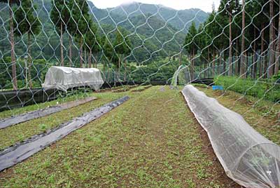 午後の３時過ぎから畑の草刈りをすることにしました。