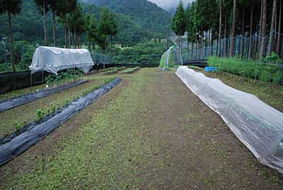 途中から雨が降って来ましたが、なんとか完了しました。