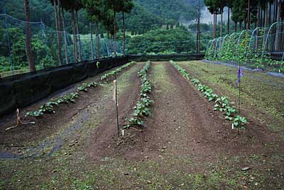 サツマイモ畑も草刈り機で除草しました。