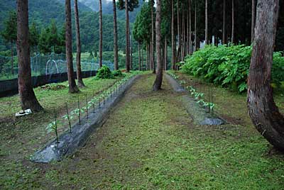 雨の降る中、頑張って草刈り機で除草しました。