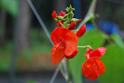 それにしても花豆の花がきれいです。