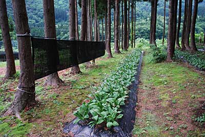 遮光アミ、寸足らずでした。（涙