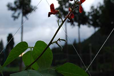 花豆に、ようやくちっちゃいサヤがついてくれました。