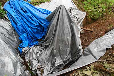 何とか雨が降る前に杉の葉の撤去が終わりました。