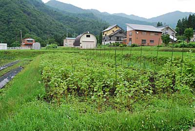 芋を植えた畑がこの雨で蕎麦が一気に伸びてしまいました。