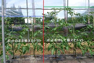 ポット有り無しの差のトマト。