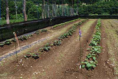 サツマイモは、順調に育っています。