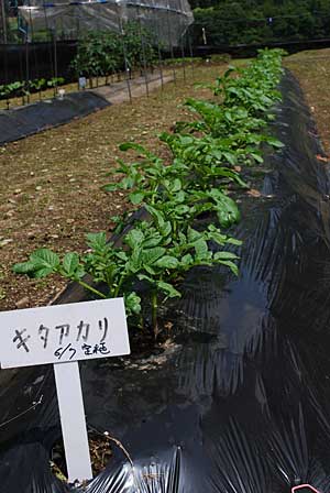 キタアカリもネキリ虫に茎を切られながらも順調に育っています。