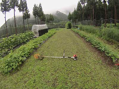 チャンスとばかり猿よけアミの畑 の除草に行って来ました。