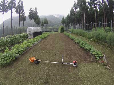 除草完了しました。