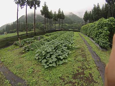 サツマイモ畑もツルがあんまり伸びないうちに最後の除草をしておくことにしました。