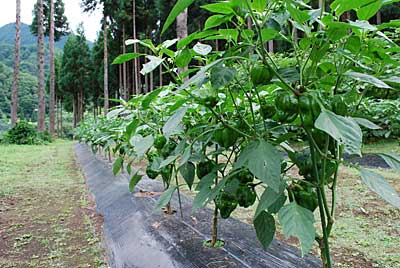 大源太農園の主力野菜の神楽南蛮です。