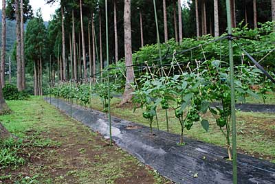 とりあえず作業終了。