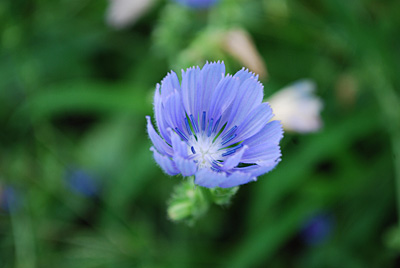 チコリの花のブルーが神秘的です。