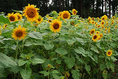 ヒマワリの花が満開できれいですよ～♪