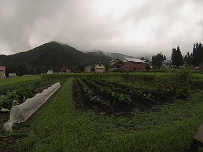 里芋は、大小様々ですが、ほぼ発芽してくれました。