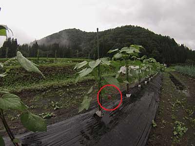 早くもワタの花が咲いたようです。