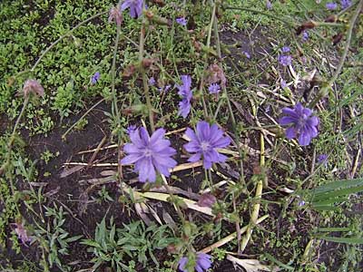 チコリの花は満開です。