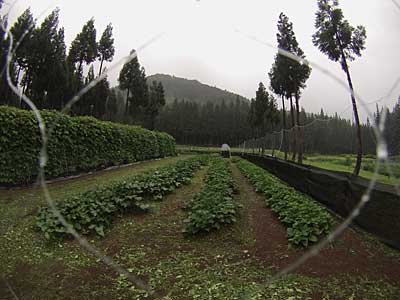 除草したサツマイモ畑も雨が降ったので、汚れが落ちてきれいになっていました。