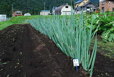 ネギに追肥（化成肥料約１ｋｇ）してから土寄せをしました。