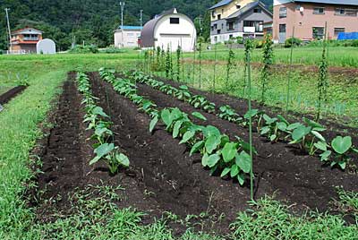 管理機で里芋畑の畝間を除草方々耕耘しました。