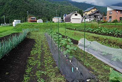 午後から、棉も枝吊りをすることにしました。