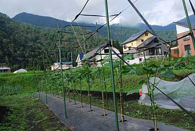 ワタもバッサリ剪定し手から枝吊りをしました。