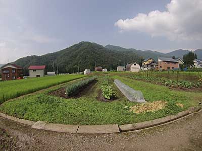 通称「下の畑」が草だらけになってしまいました。