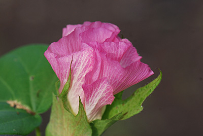 華やかなピンクのワタの花