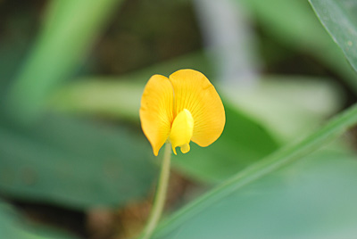 落花生（おおまさり）の花 収穫まであと５０日くらいかな？