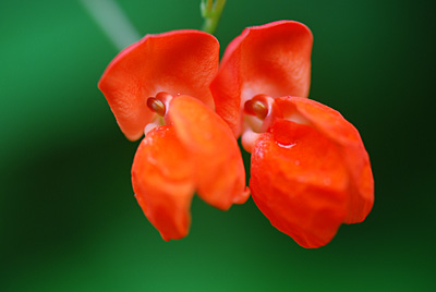 色鮮やかな花豆の花 まだまだ満開状態が続いています。