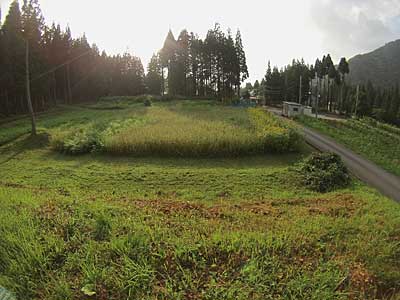 ため池の下のソバとヒマワリ、そしてワラビを植えている畑の 周りの草刈りをしました。