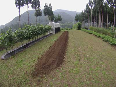 １週間ほど間を置いてからアマダマキャベツの苗を定植する予定です。