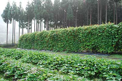 恵みの雨が降ったせいかサツマイモの豆類も元気です。