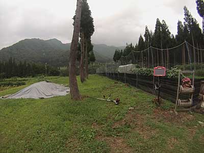 夕方、涼しくなってから猿よけアミの設置してある畑の下り側を草刈りすることにしました。