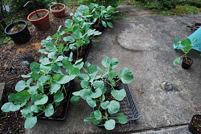 絶好のあまだまキャベツの定植日和になりました。