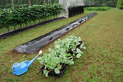 先日、準備しておいた畑に定植します。