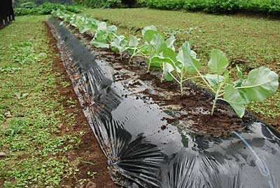 株間３０ｃｍで４２本定植しました。