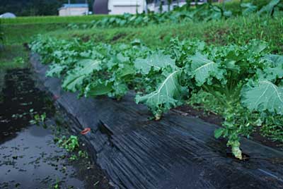 病気にならないように下葉を撤去して風通しを良くしました。