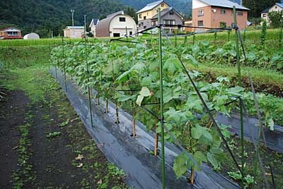 ワタの丈が１ｍくらいになりました。