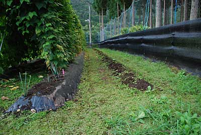 枝豆の撤去、完了しました。