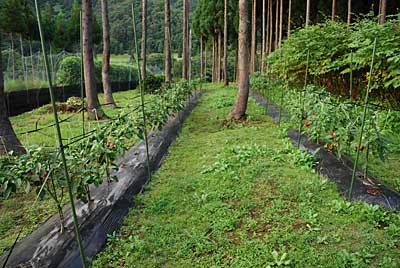 神楽南蛮の畑も気がついたら草だらけです。