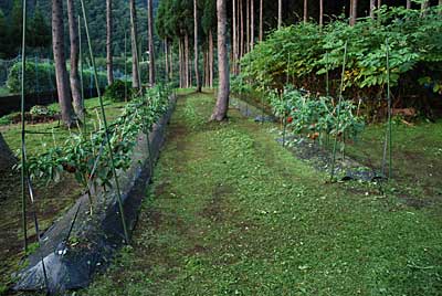 暗くなる前に、何とか草刈りが終了しました。