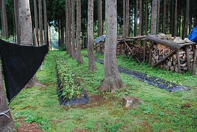 行者ニンニクの畑も草だらけになってしまいました。