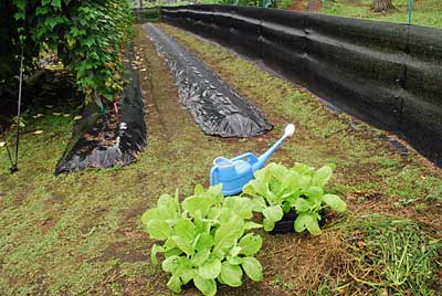 さっそく白菜の定植をすることにしました。