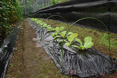 白菜の定植完了です。