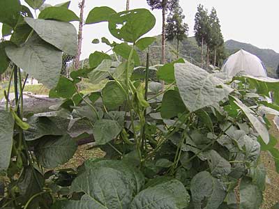 ようやく鞍掛豆の鞘に実が入り始めました。