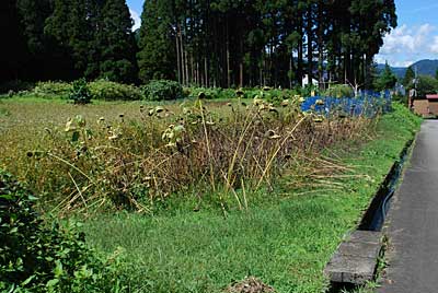 遅ればせながらヒマワリの種を収穫することにしました。