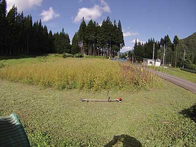 昨日、周りを刈っておいたので今日は、ヒマワリと蕎麦の刈り払いです。